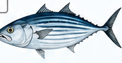 Bonito