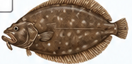 Fluke